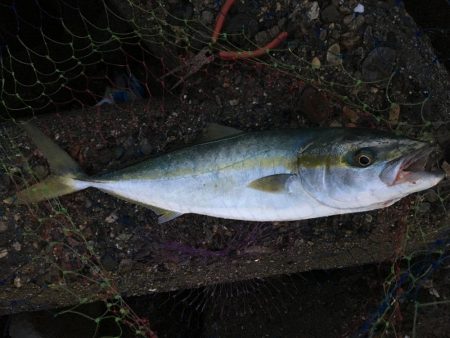 足元でハマチがヒット